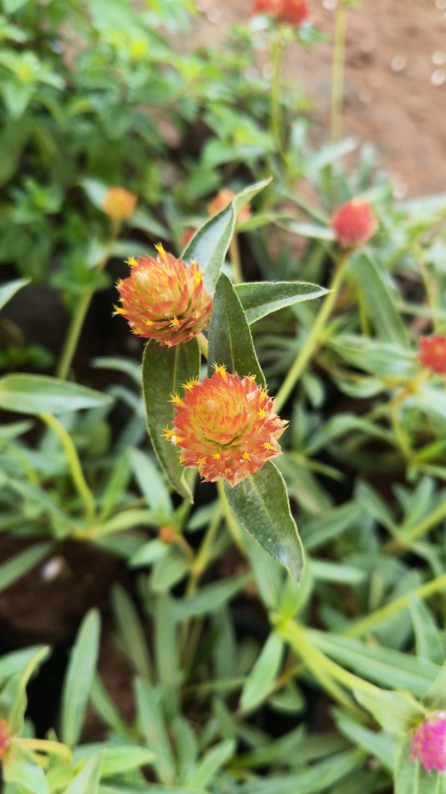 vadamalli flower seeds 2colour vadamalli plant combo – Krish Gardens
