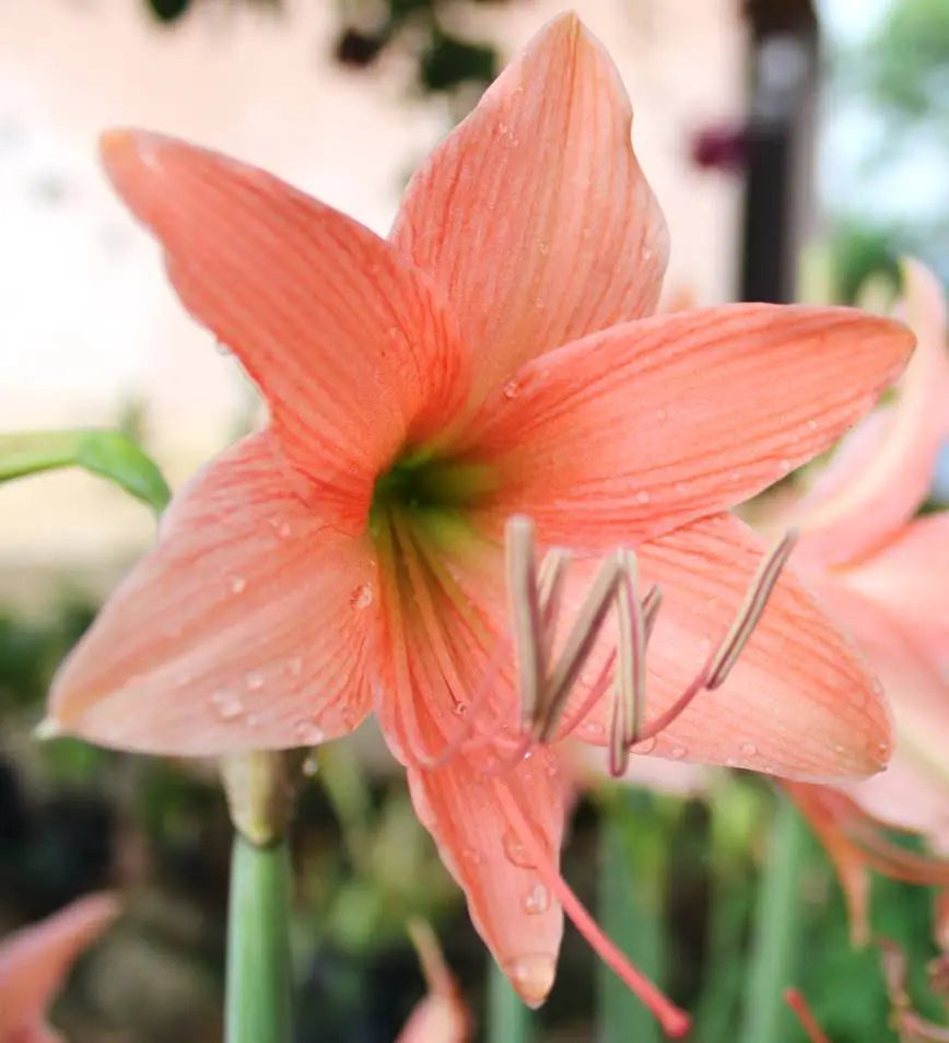 Amaryllis Lily Plant Orange