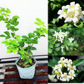 Madhukamini Plant (Orange Jasmine)