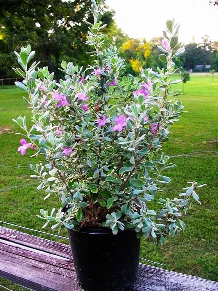 Texas Sage Plant (Barometer Bush)