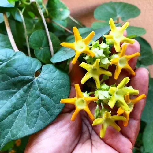 Kodisambagai Plant (Climbing Oleander)