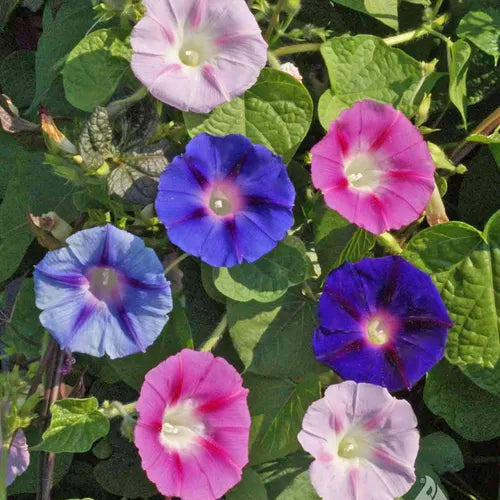 Morning Glory Mixed Seeds