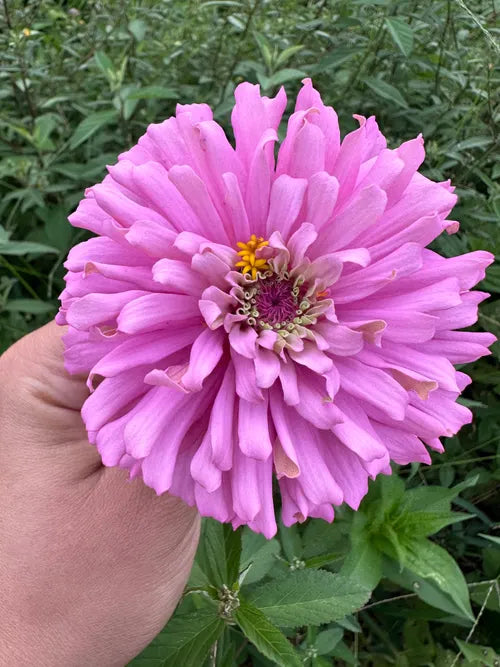 Zinnia Pink Multipetal Seeds