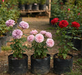 3 Rose Plant Collection