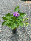 Kesavardhini Plant