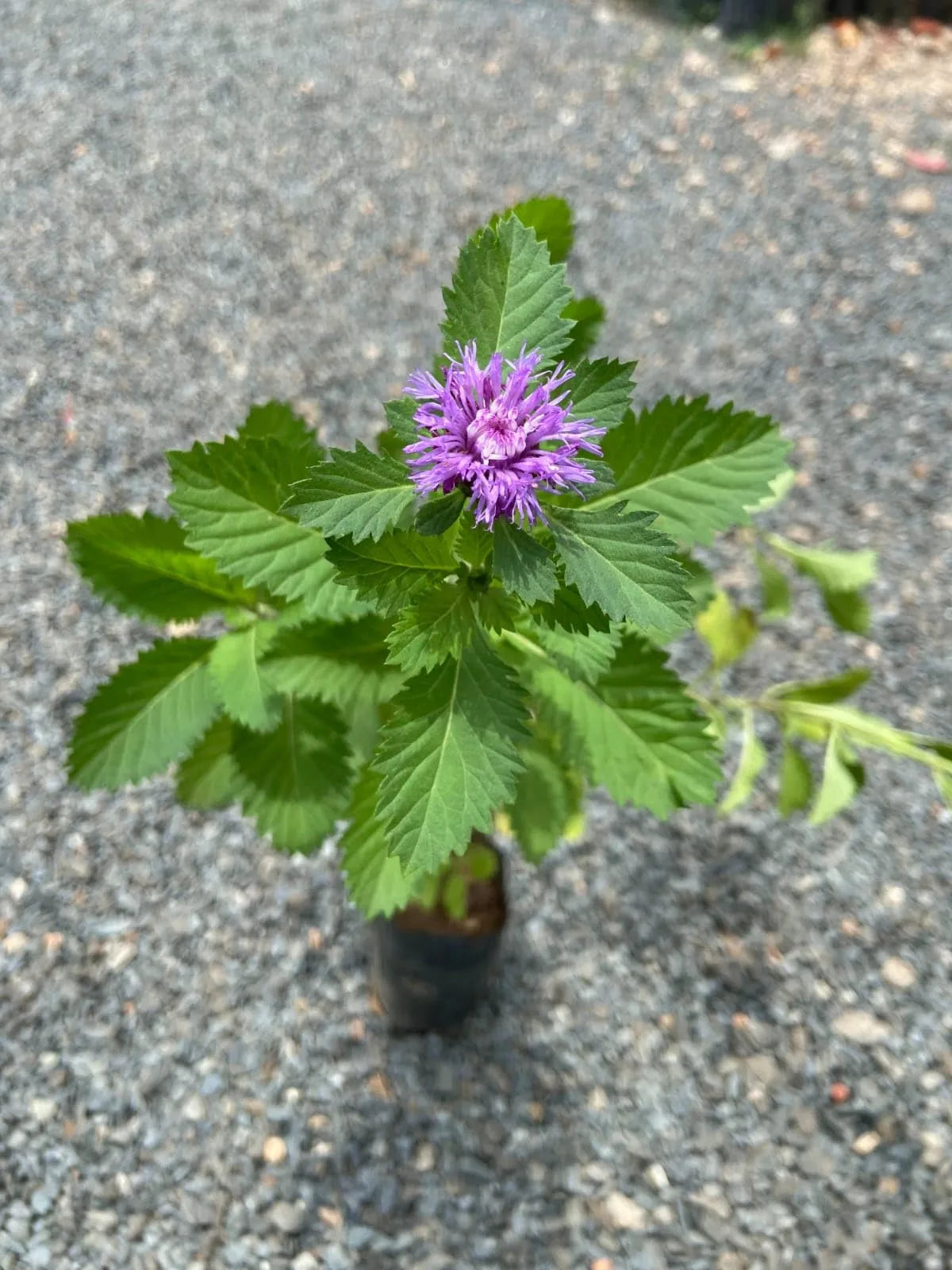 Kesavardhini Plant