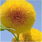 Teddy Bear Sunflower Seeds