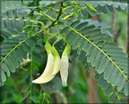 Agathi Keerai (White Sesbania)
