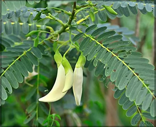 Agathi Keerai (White Sesbania)