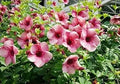 Maroon Almenda Plant