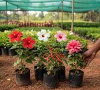 5 Nattu Hibiscus Combo Pack