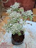 Lavender Dust Plant (Dusty Miller)