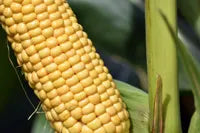 Makka Solam (Sweet Corn)