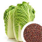Cabbage Seeds