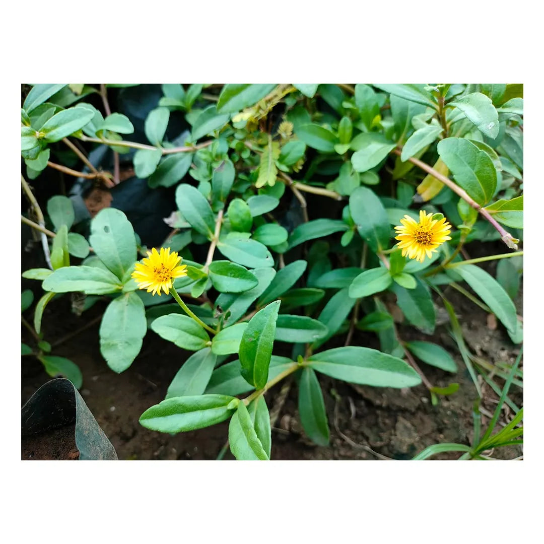 Manjai Karisalangani (Bhringraj)