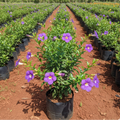 Almenda Blue Plant