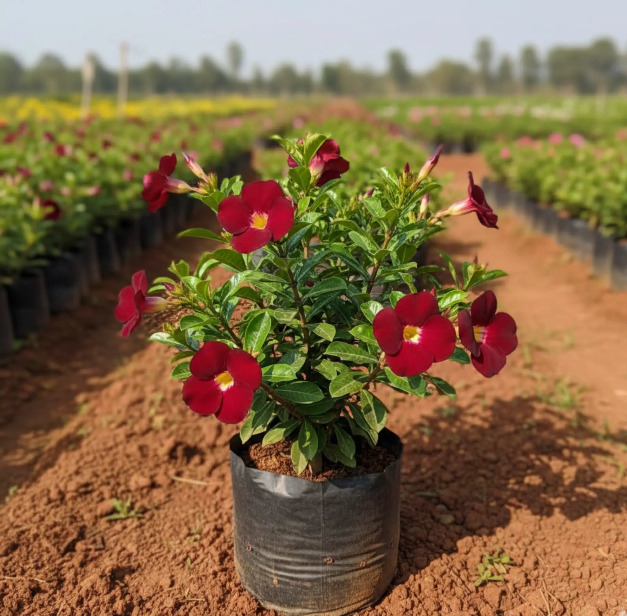 Almenda Maroon Plant