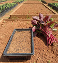 Amaranthus Full Red (Thandu Keerai) Seeds