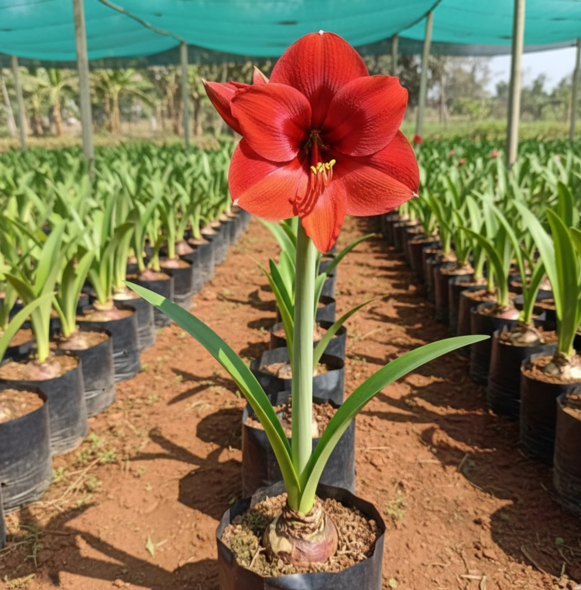 Amaryllis Bulb – Red