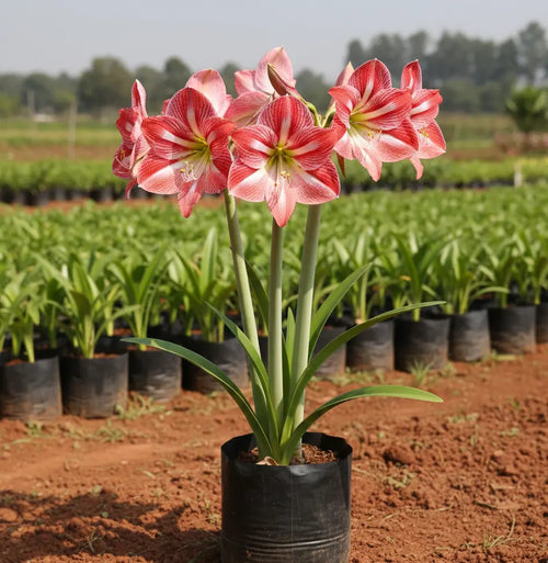 Amaryllis Lily Plant Orange