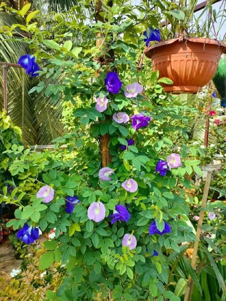 Aprajitha Multipetal – 5 Colours Mixed Seeds