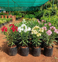Arali Plant – 4 Colours Combo