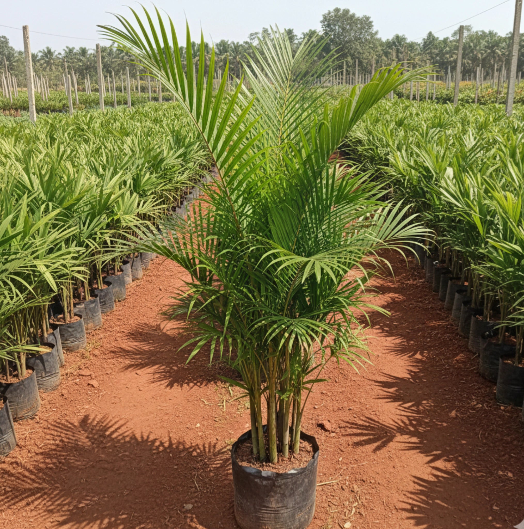 areca palm growing tips Areca Palm Plant – Krish Gardens