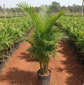 Areca Palm Plant