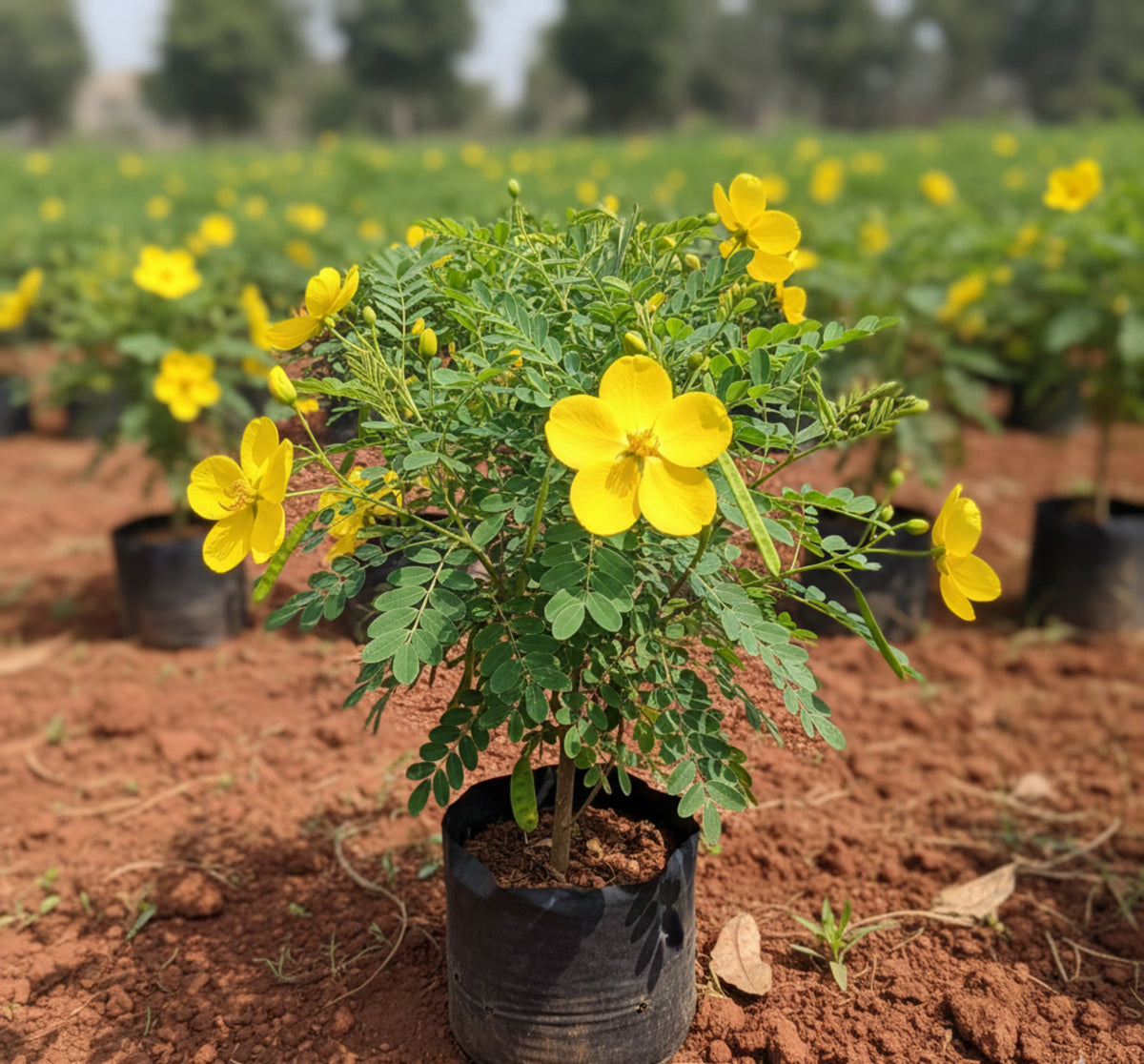 Polapoo Plant Avaram Poo Plant – Krish Gardens
