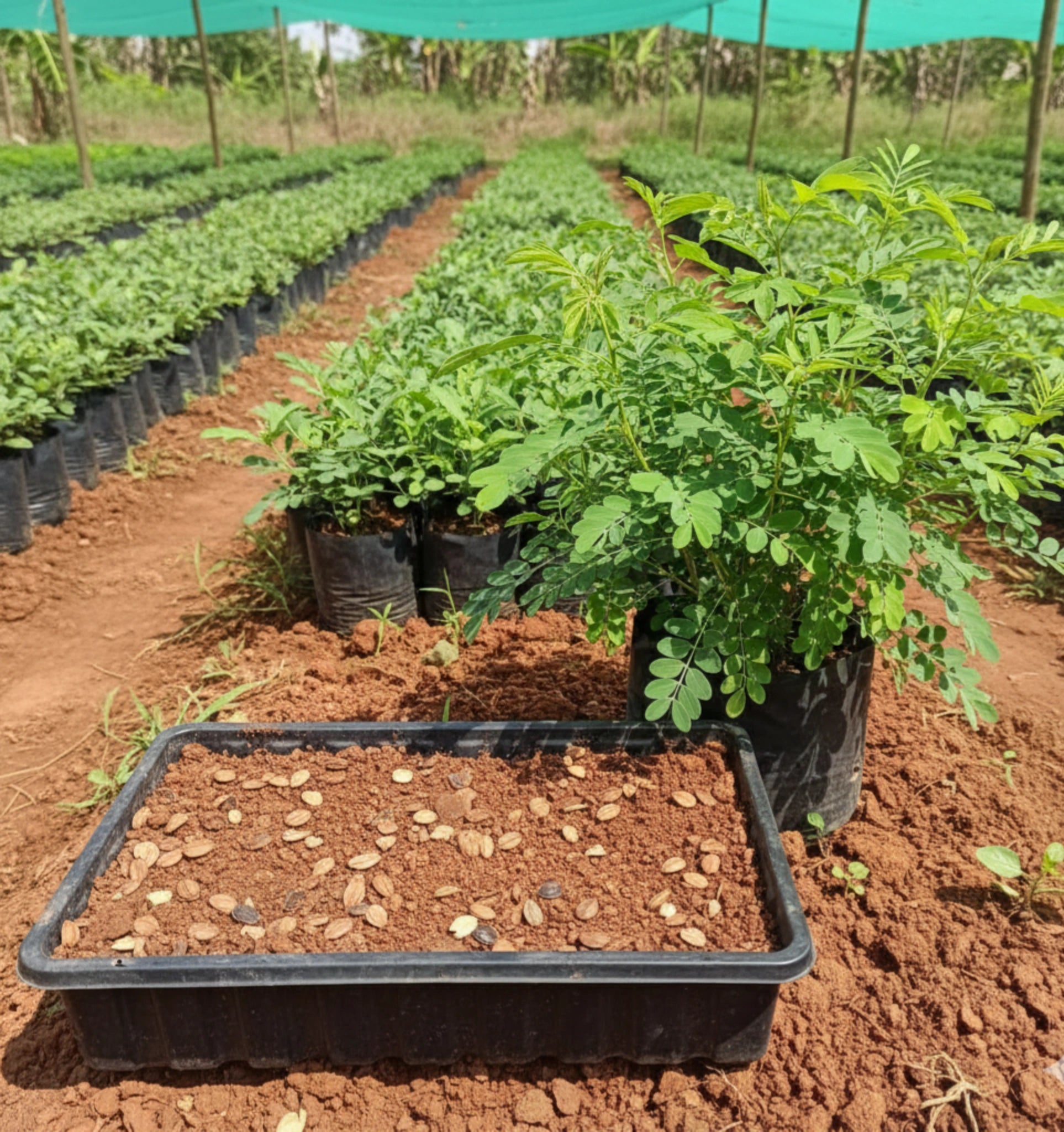 Avuri Seeds (Indigo Plant)