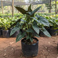 Black Syngonium Plant