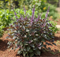 Black Thulasi Plant (Krishna Tulsi)