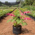 Bleeding Heart Plant – Red