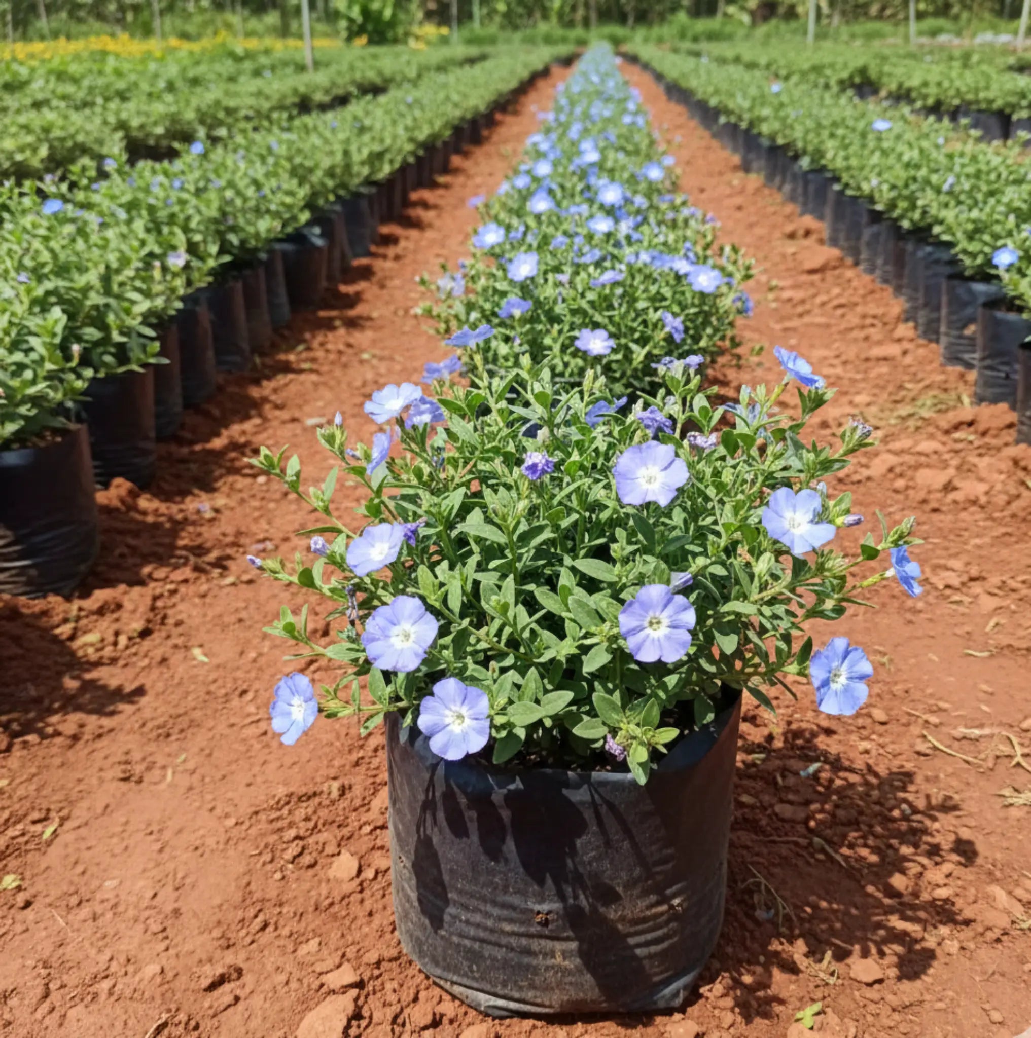 Blue Daze Plant