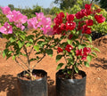 Bougainvillea Plant – Pink & Red