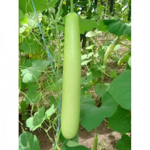 Long bottle gourds