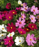 Cosmos Dwarf Mixed Color