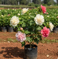 Changing Rose Plant