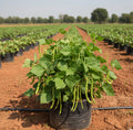 Chedi Avarai Seeds (Bush Beans)