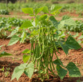 Cluster Beans Plant Seed(Kothavarangai)