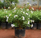 Colour Kakatan Jasmine