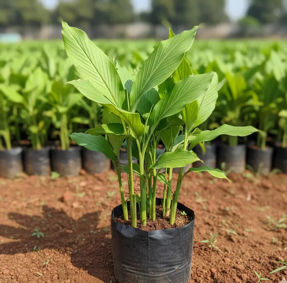 Cooking Turmeric Bulb