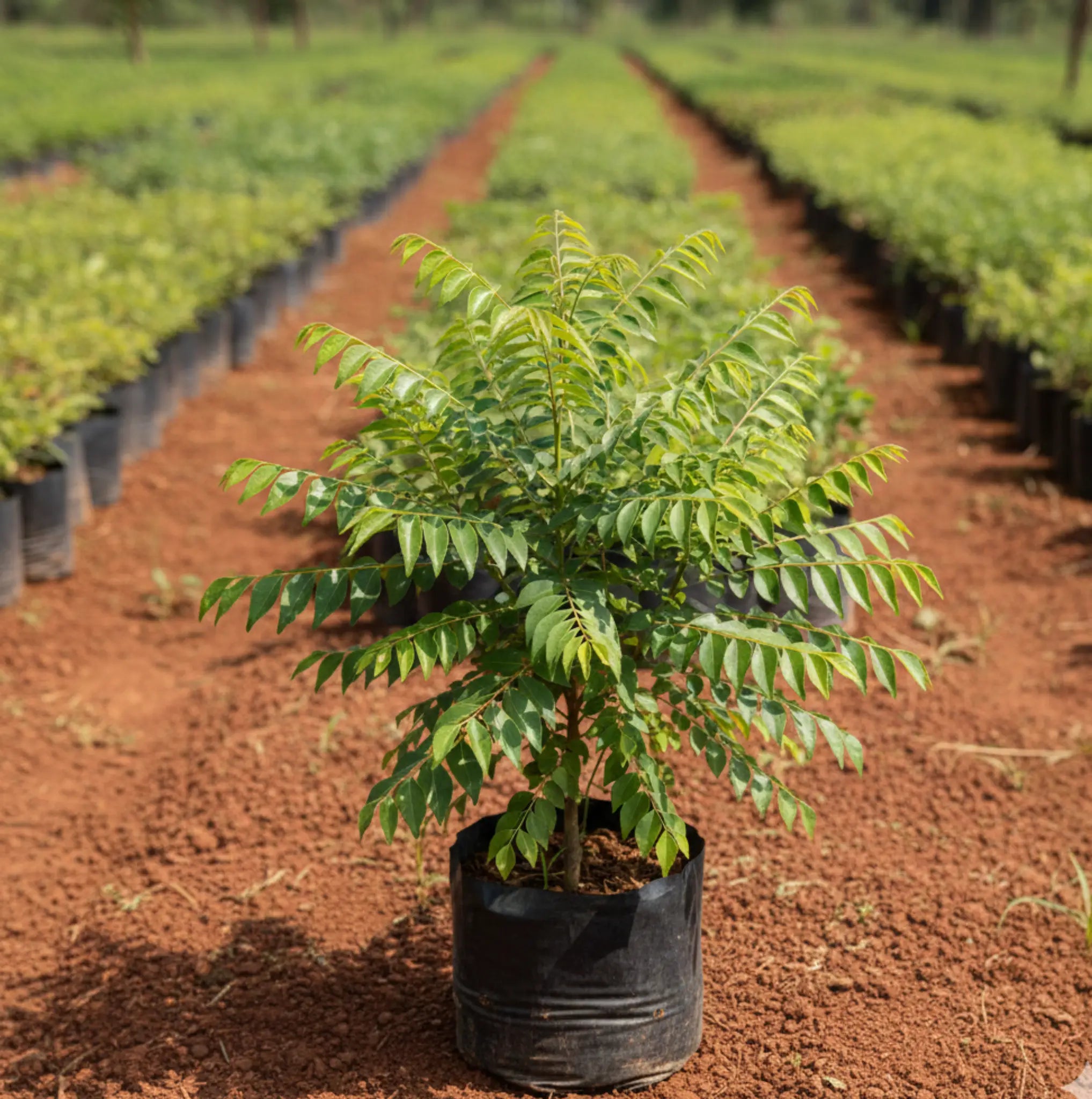Curry Leaf Plant (Kariveppilai)