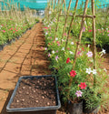 Cypress Vine – Mixed Colour Seeds