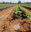 DAP Fertilizer (Di-Ammonium Phosphate 250 GMS)