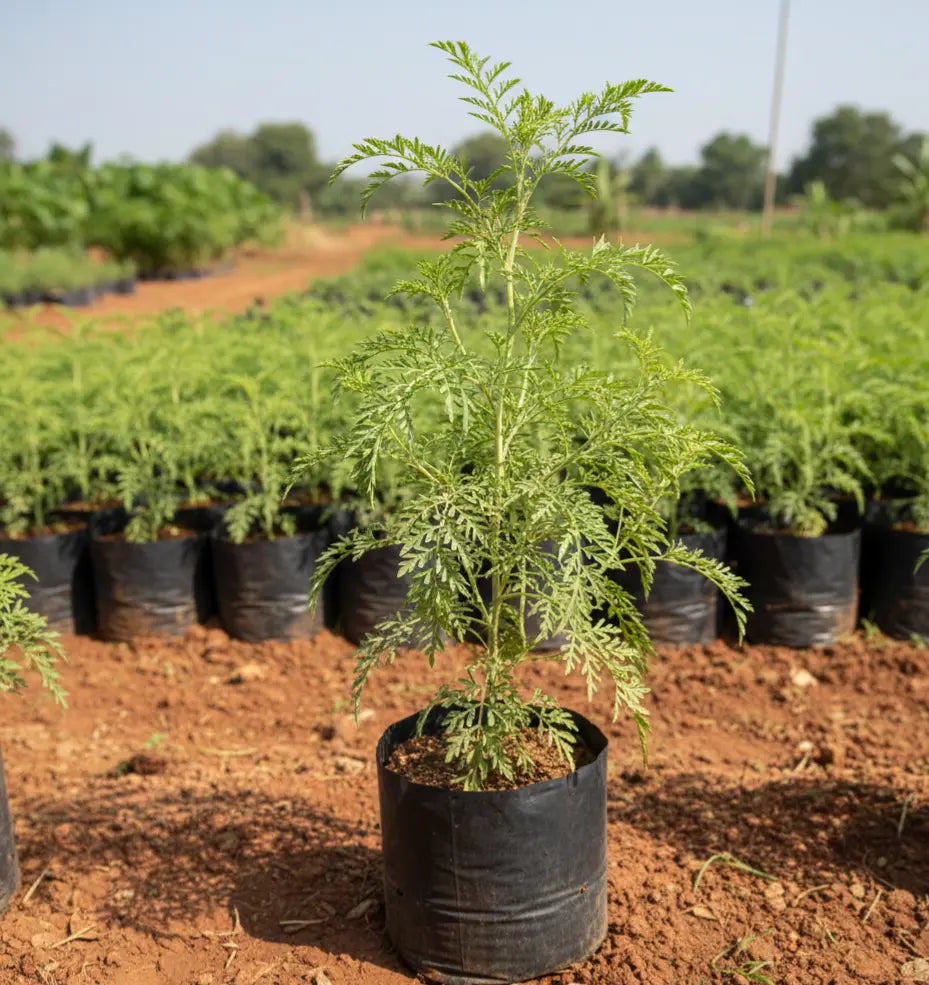 Davanam Plant