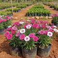 Dianthus Plant