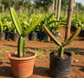 Dragon Fruit – 2 Cuttings (White & Pink)