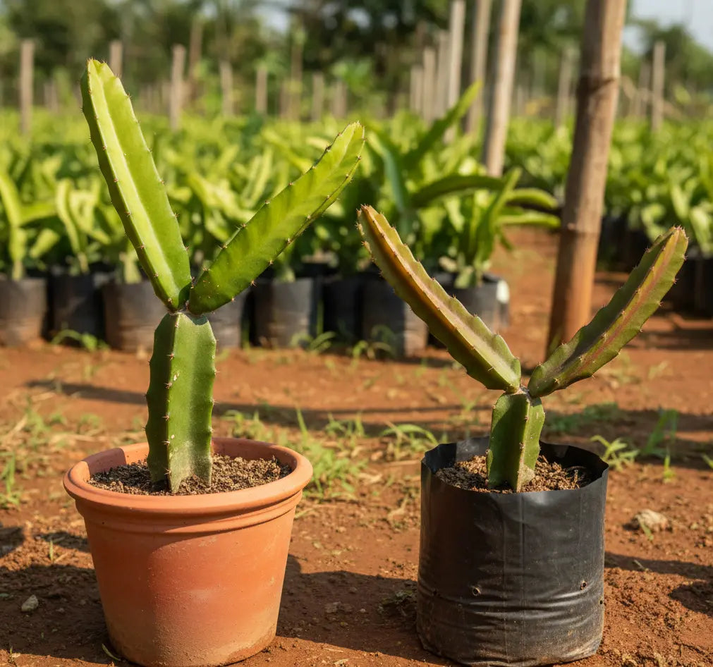 Dragon Fruit – 2 Cuttings (White & Pink)