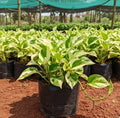 Enjoy Pothos Plant